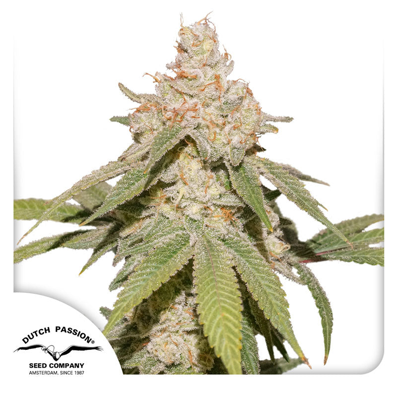 Dutch Passion seed bank Cannabis plant with sticky trichomes, bright green leaves and orange hairs against a white background
