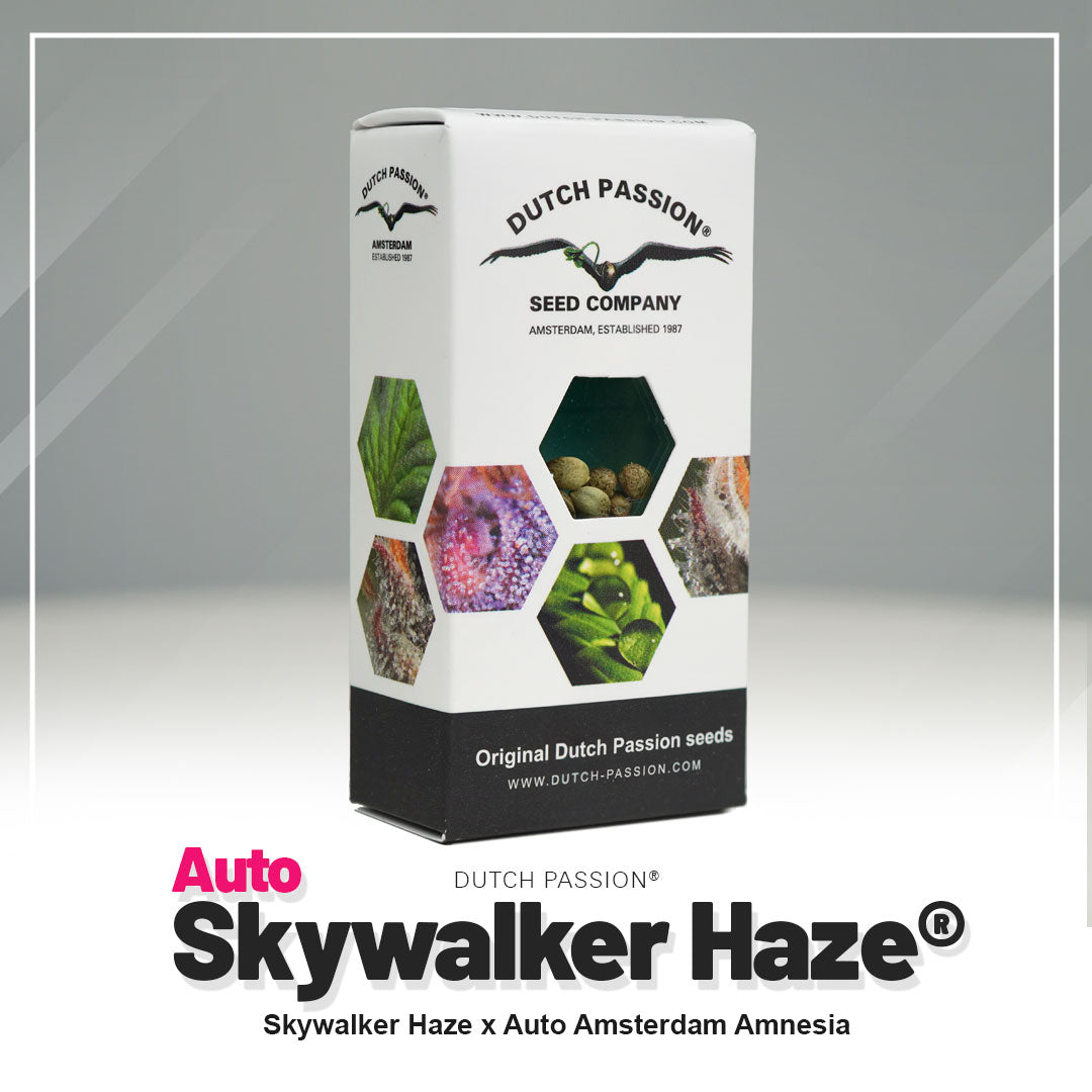 Product photo by Dutch Passion: Auto Skywalker Haze seed box, showing Amsterdam, green, purple and brown cannabis flowers and seeds in a hexagonal pattern
