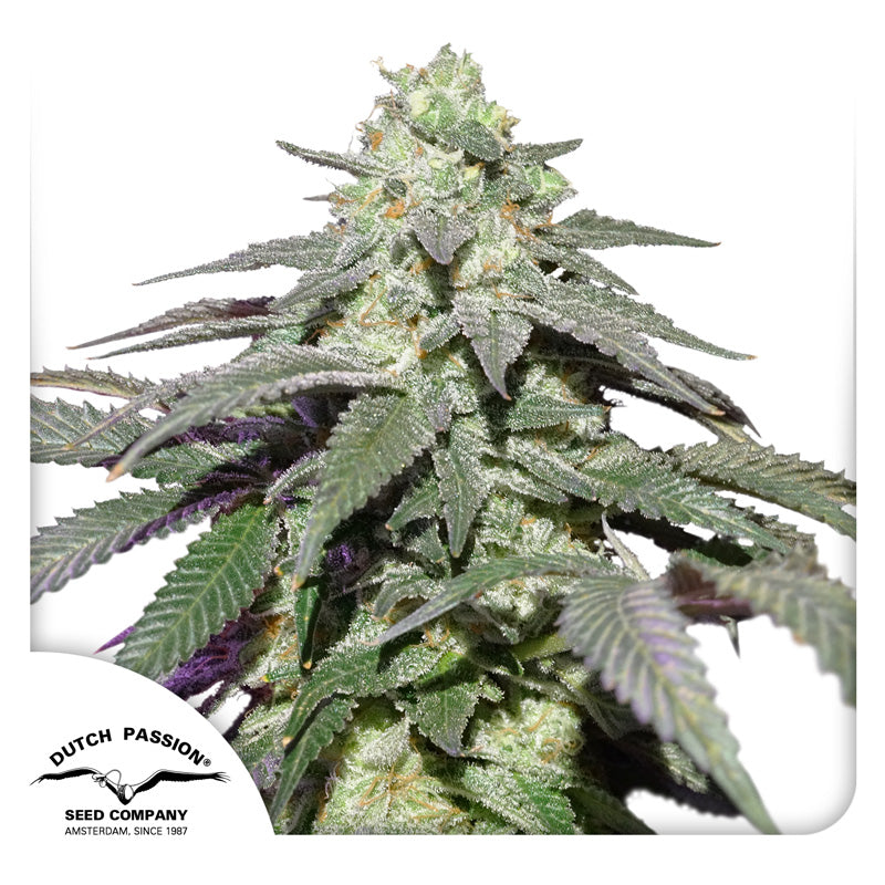 Dutch Passion seed company Cannabis plant with silvery leaves, purple accents and orange hairs against a white background
