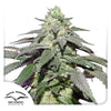 Dutch Passion seed company Cannabis plant with silvery leaves, purple accents and orange hairs against a white background

