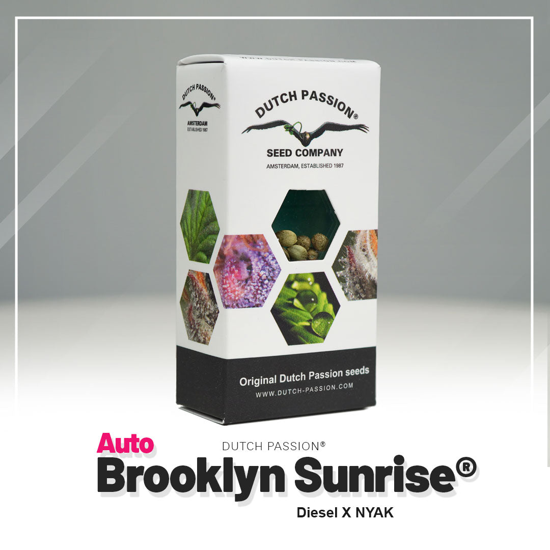 Hanfsamen DP Brooklyn Sunrise Auto (euphorisch, klar, fokussiert)