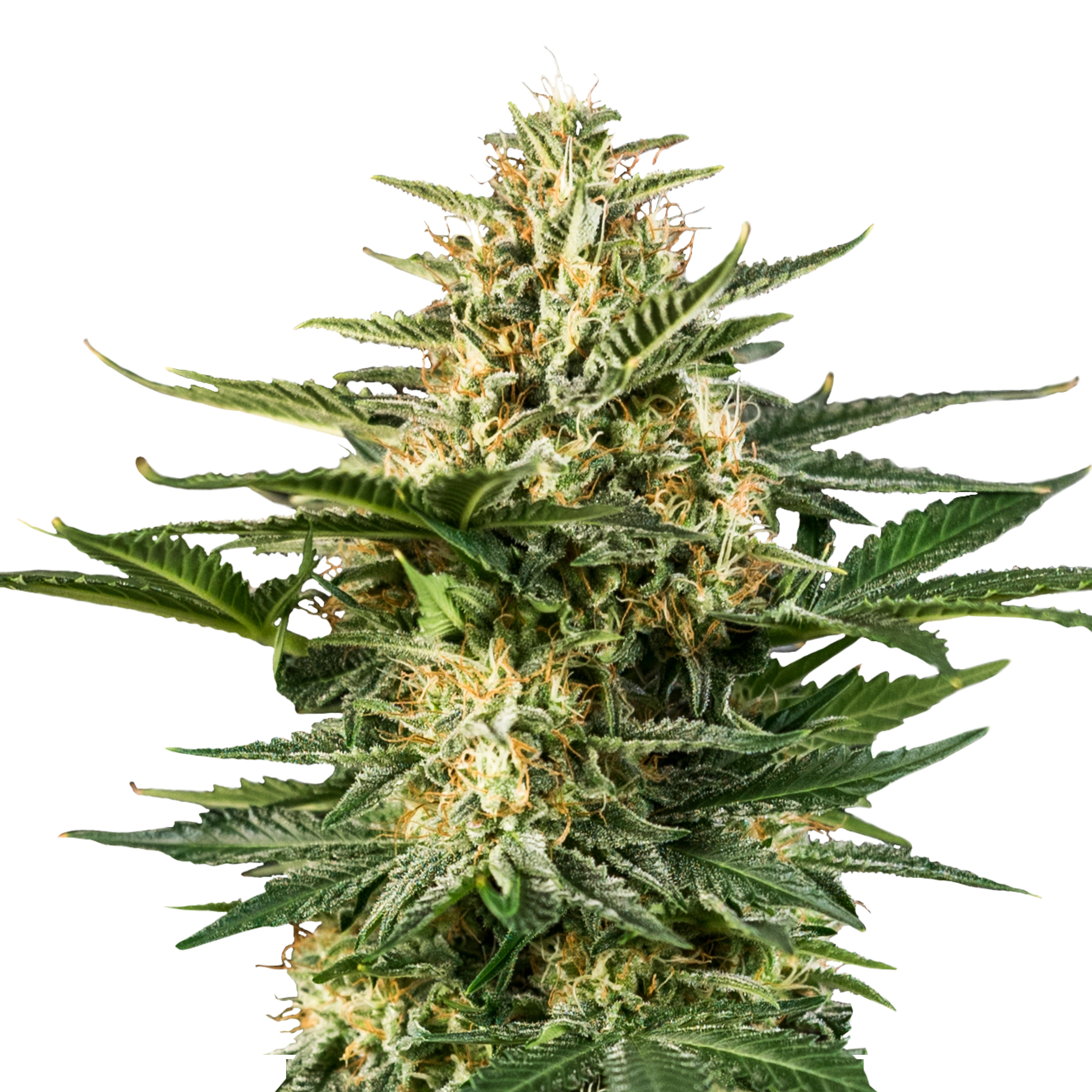 Close-up of a cannabis plant with bright green leaves, orange hairs and a dense, crystalline coating on a white background