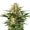 Close-up of a cannabis plant with bright green leaves, orange hairs and a dense, crystalline coating on a white background