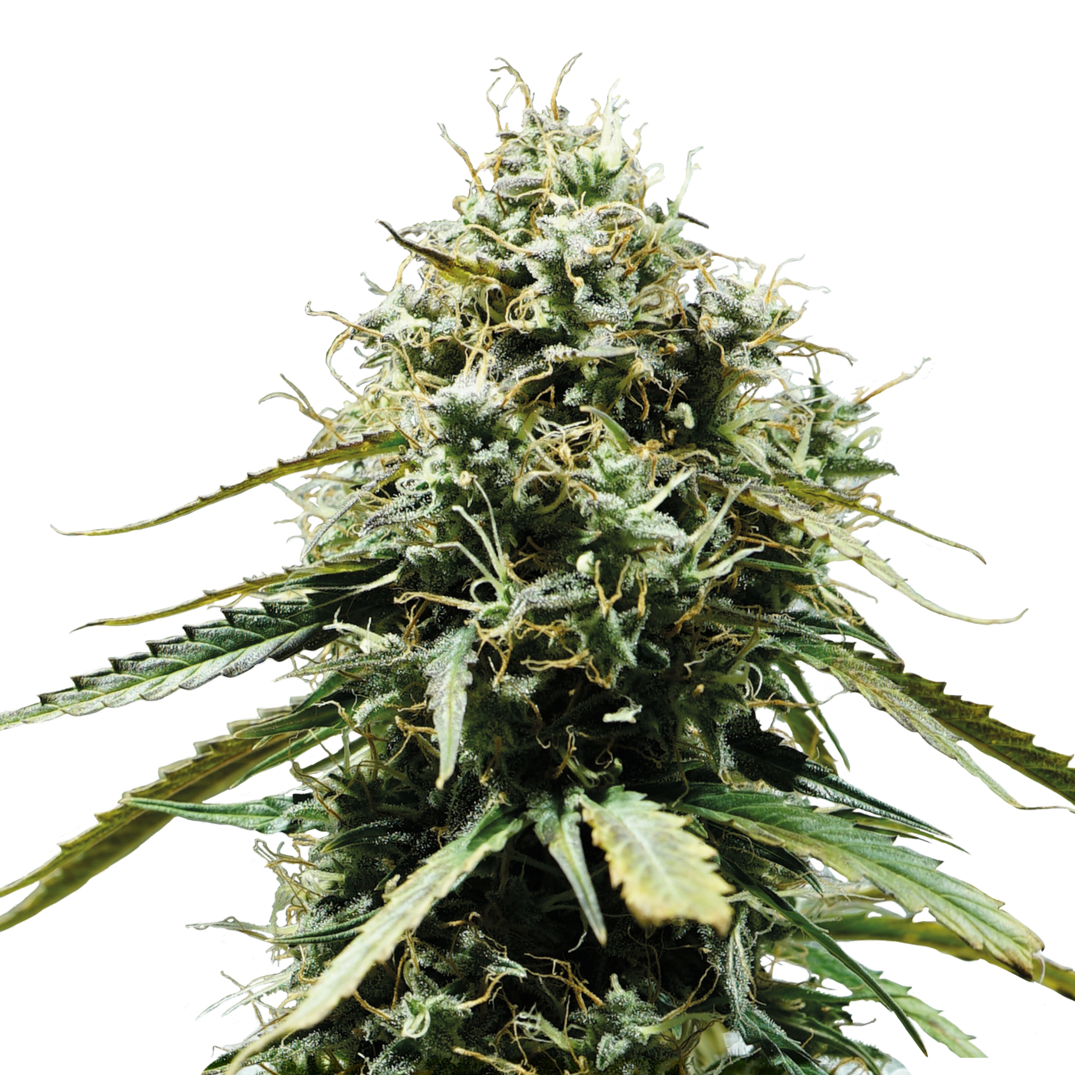 Close-up of a cannabis plant with green and golden inflorescences, densely covered with trichomes that create a silvery shimmer