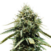Close-up of a cannabis plant with green and golden inflorescences, densely covered with trichomes that create a silvery shimmer
