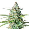 Close-up of a cannabis plant with bright green leaves, orange hairs and a thick layer of glistening trichomes
