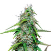 Close-up of a cannabis plant with bright green leaves, orange hairs and glittering trichomes on a white background
