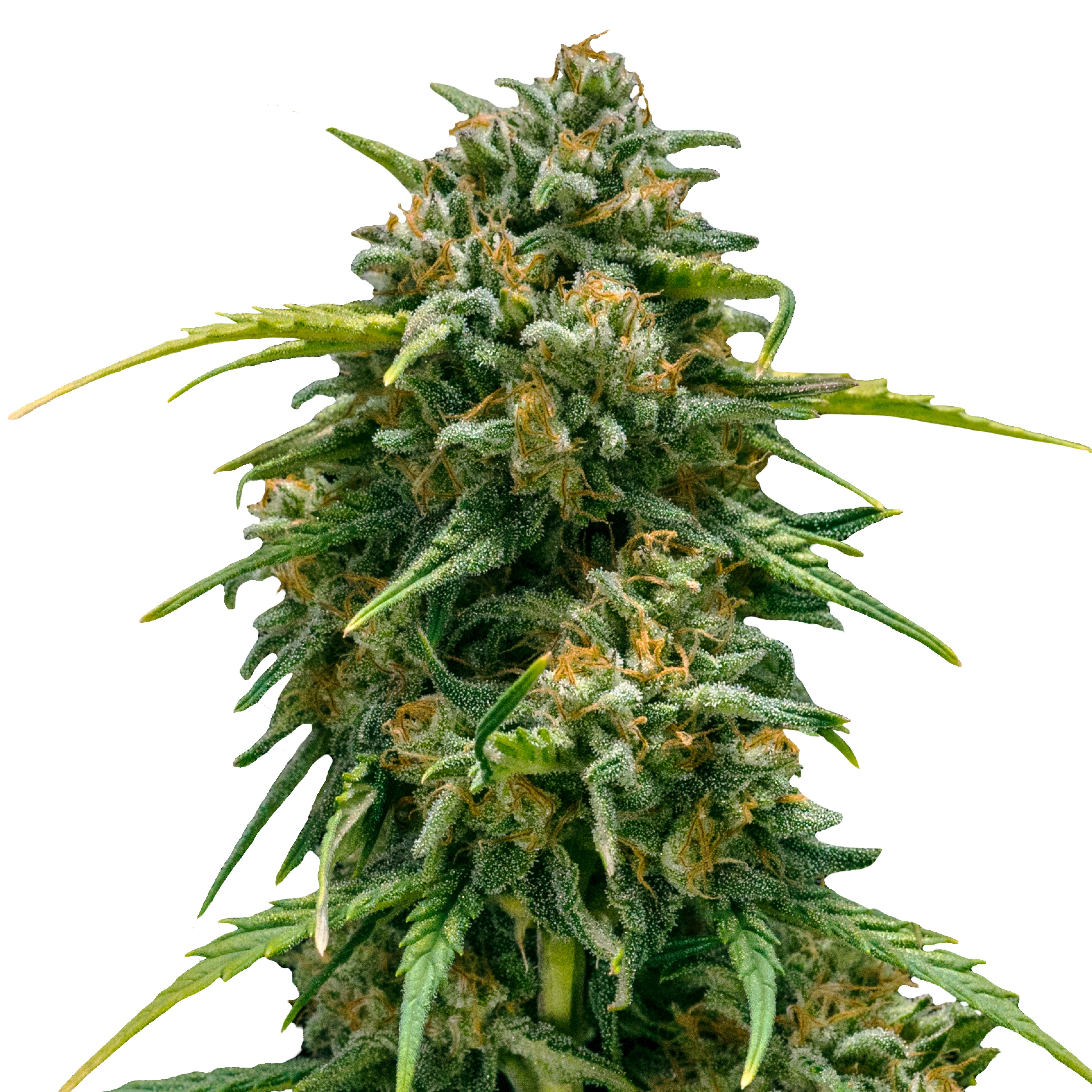 Photograph of a marijuana plant with bright green leaves, orange hairs and a thick layer of white trichomes isolated on a white background

