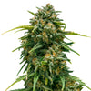 Photograph of a marijuana plant with bright green leaves, orange hairs and a thick layer of white trichomes isolated on a white background

