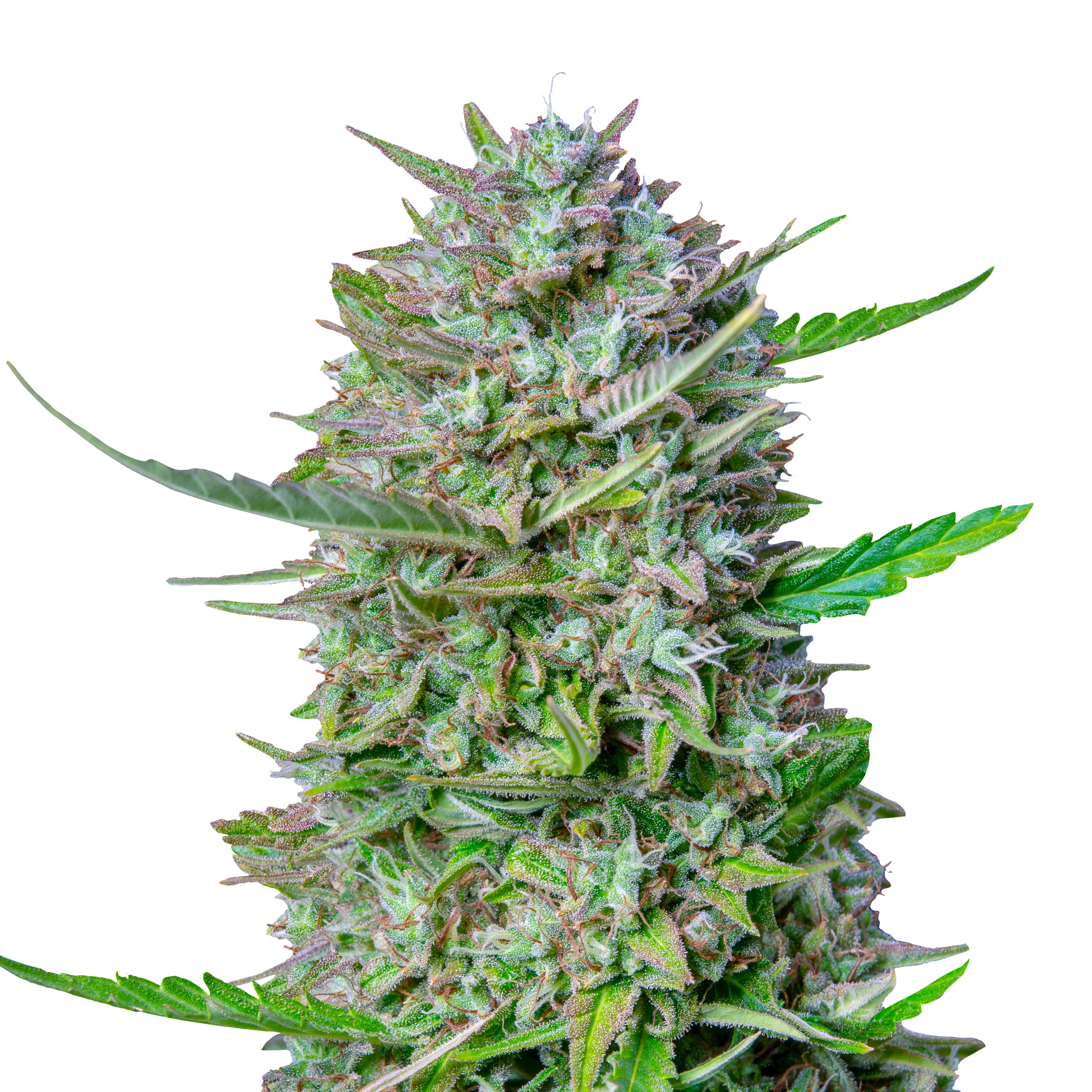 Photograph of a marijuana plant with bright green leaves, orange hairs and a dense, crystalline coating shows a close-up of a cannabis inflorescence
