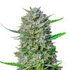 Photograph of a marijuana plant with bright green leaves, orange hairs and a dense, crystalline coating shows a close-up of a cannabis inflorescence
