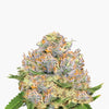 Close-up of a cannabis plant with orange hairs, purple flowers and a dense, crystalline coating
