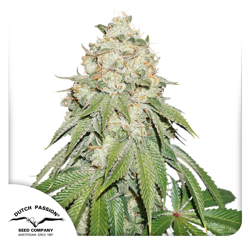 Dutch Passion seeds, cannabis plant with white resin, green leaves and orange pistils against a white background