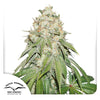 Dutch Passion seeds, cannabis plant with white resin, green leaves and orange pistils against a white background