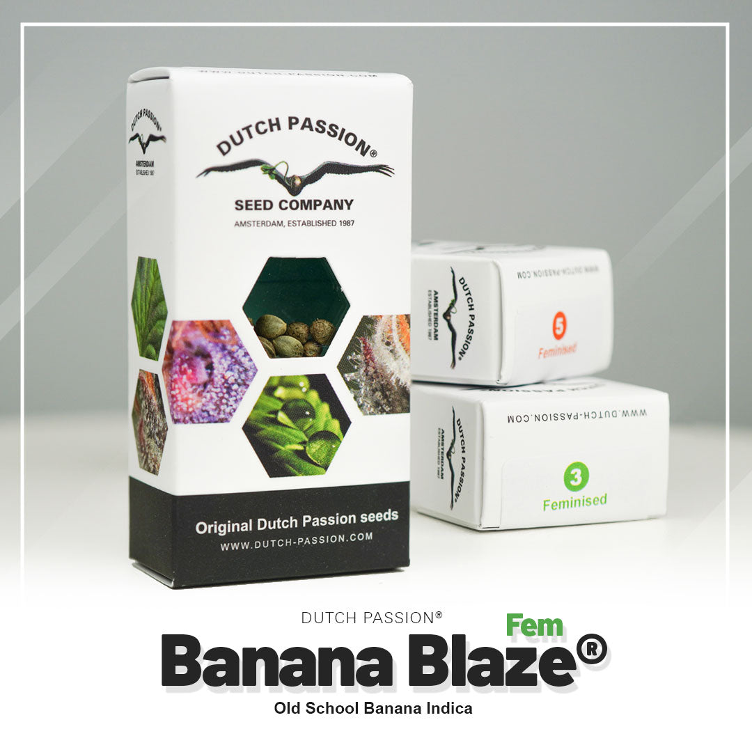 Product photo by Dutch Passion: Banana Blaze cannabis seeds in Amsterdam, showing detailed close-ups of the seeds and bright green, purple and brown colors
