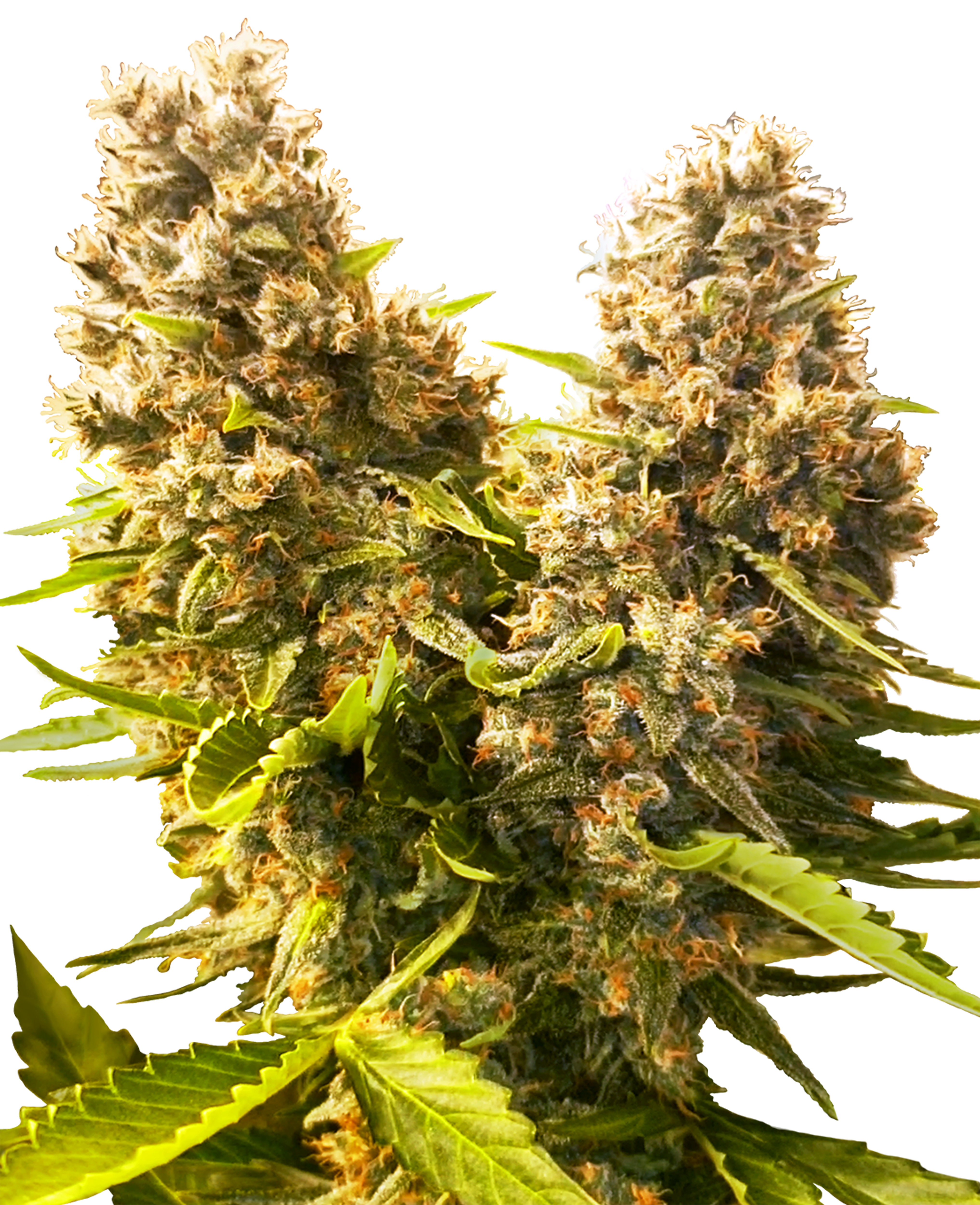 Close-up of cannabis flowers with golden and green hues, striking resin glands and serrated leaves
