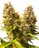 Close-up of cannabis flowers with golden and green hues, striking resin glands and serrated leaves
