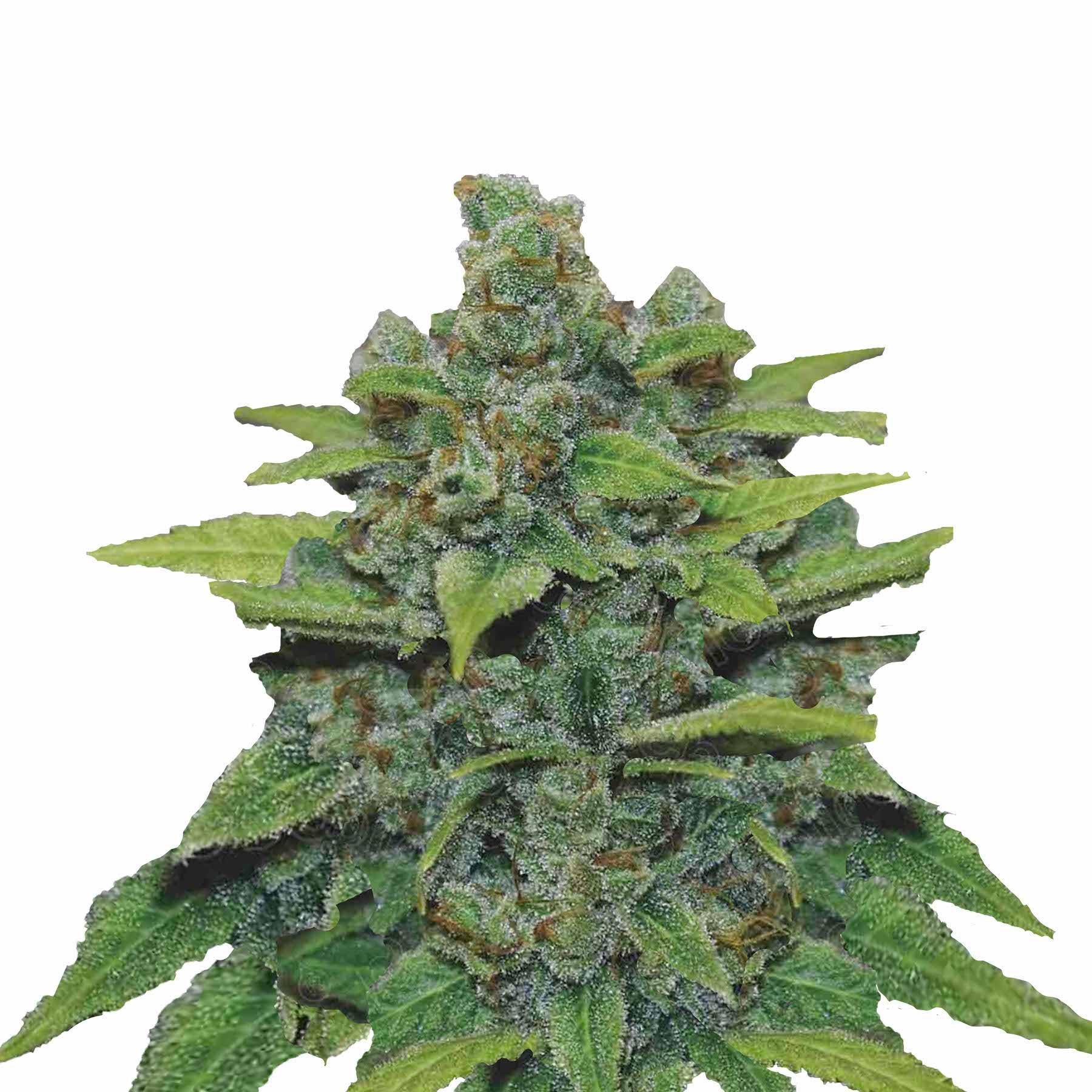 Photograph of marijuana, showing a plant with bright green leaves, orange hairs and a thick layer of white trichomes on the inflorescences

