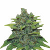 Photograph of marijuana, showing a plant with bright green leaves, orange hairs and a thick layer of white trichomes on the inflorescences
