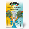 Bud Voyage seed packet shows feminized Banana x Zkittlez cannabis seeds in a test tube in front of a rainbow and wave pattern with three seeds and green inflorescences
