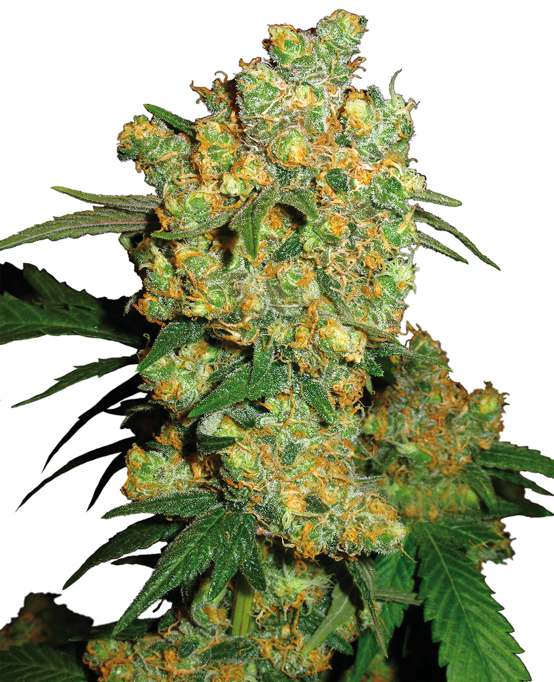 Photograph of a cannabis plant with closely spaced orange and green buds and shiny leaves
