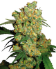 Photograph of a cannabis plant with closely spaced orange and green buds and shiny leaves
