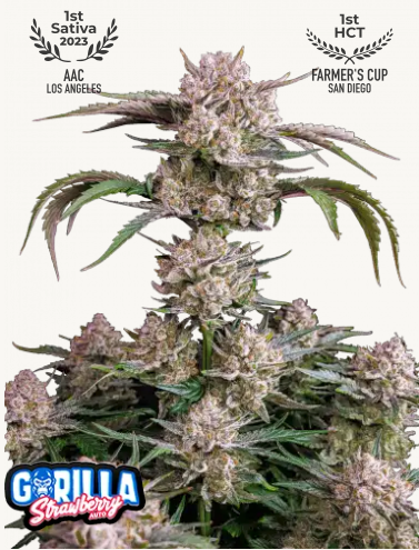 Photograph of Gorilla Strawberry Auto cannabis plant with purple and green flowers that won the AAC Los Angeles and Farmer's Cup San Diego awards
