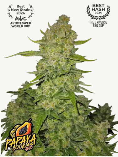 Photograph of Papaya Cookies Auto, a cannabis plant with dense, green-yellow flowers, many trichomes and striking orange pistils
