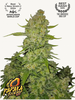 Photograph of Papaya Cookies Auto, a cannabis plant with dense, green-yellow flowers, many trichomes and striking orange pistils
