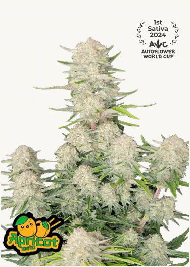 Photography by Apricot Seeds showing an award-winning sativa plant with silvery flowers, bright green leaves and pink stems that won the Autoflower World Cup
