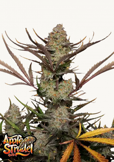 Photograph of Apple Strudel Auto, a cannabis plant with purple leaves, orange flowers and a dense, central cola showing different stages of growth
