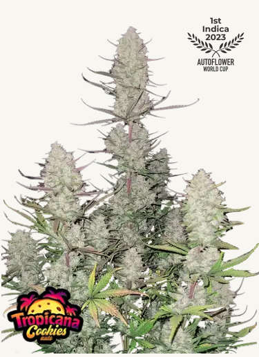 Photograph of Tropicana Cookies Auto, an award-winning indica plant with silvery flowers, purple stems and green leaves that won the Autoflower World Cup 2023

