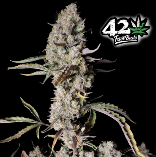 Photograph of 420 Fast Buds, cannabis plant with purple leaves, densely packed inflorescences and striking brown hues against a black background
