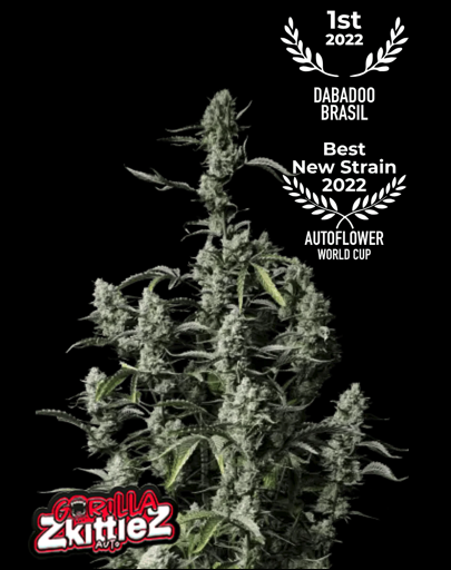Photograph of Gorilla Zkittlez Auto, a cannabis plant that won first prize at the Autoflower World Cup 2022, shows the plant with its silvery-green flowers, dense buds and striking leaves against a black background