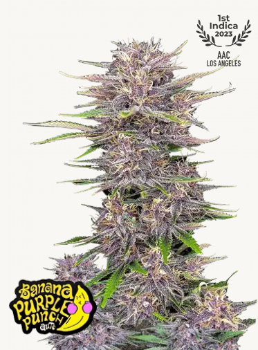 Photograph of a Banana Purple Punch cannabis plant grown in Los Angeles, with purple and green flowers, glistening trichomes and an AAC award for Best Indica 2023