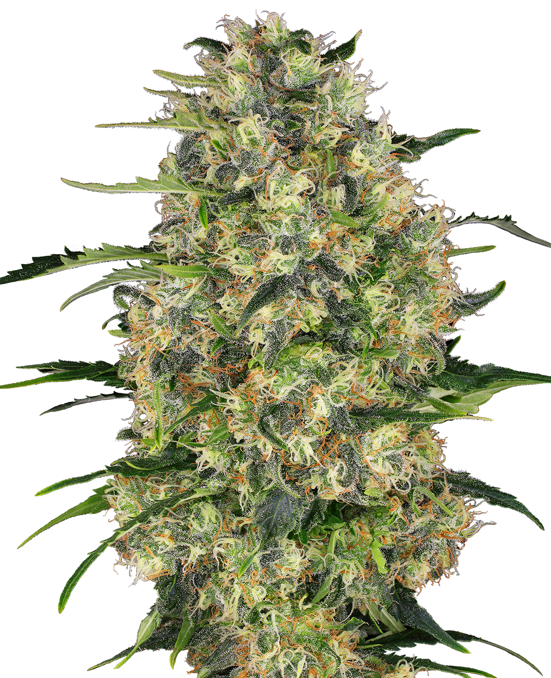 Close-up of a cannabis plant with dense, green inflorescences, bright orange hairs and a thick layer of white trichomes
