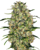 Close-up of a cannabis plant with dense, green inflorescences, bright orange hairs and a thick layer of white trichomes
