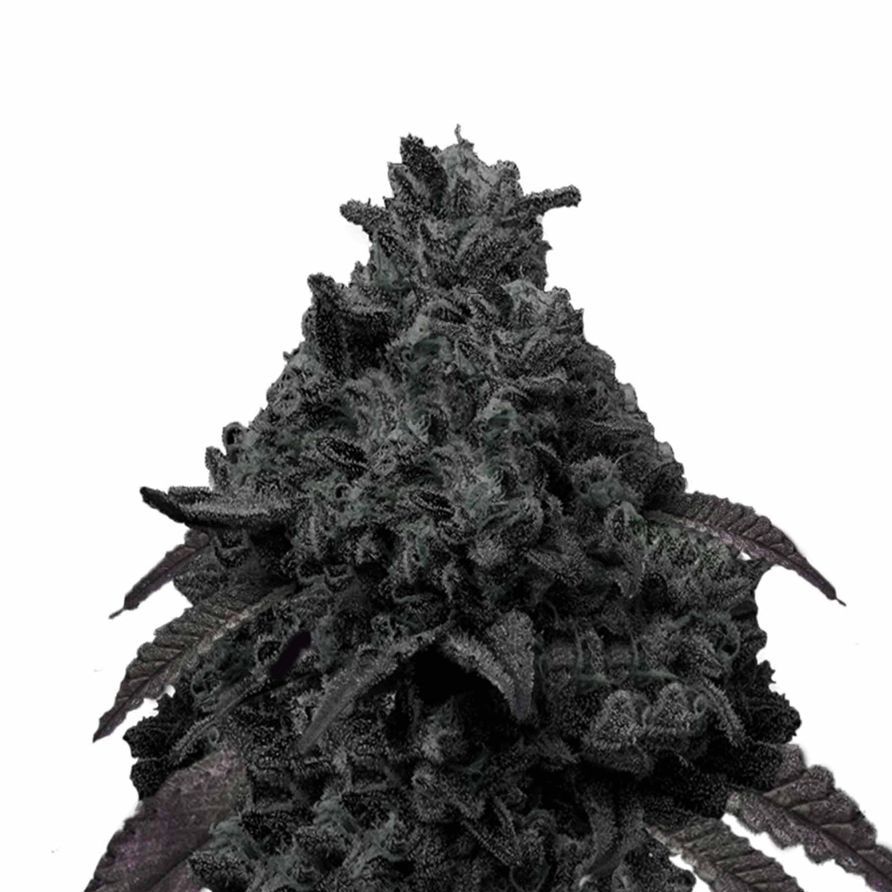 Unknown medium, unknown artist: close-up of a dark, almost black cannabis plant with purple undertones, looking like a rough, volcano-like formation, with a complex texture and numerous small, hair-like details
