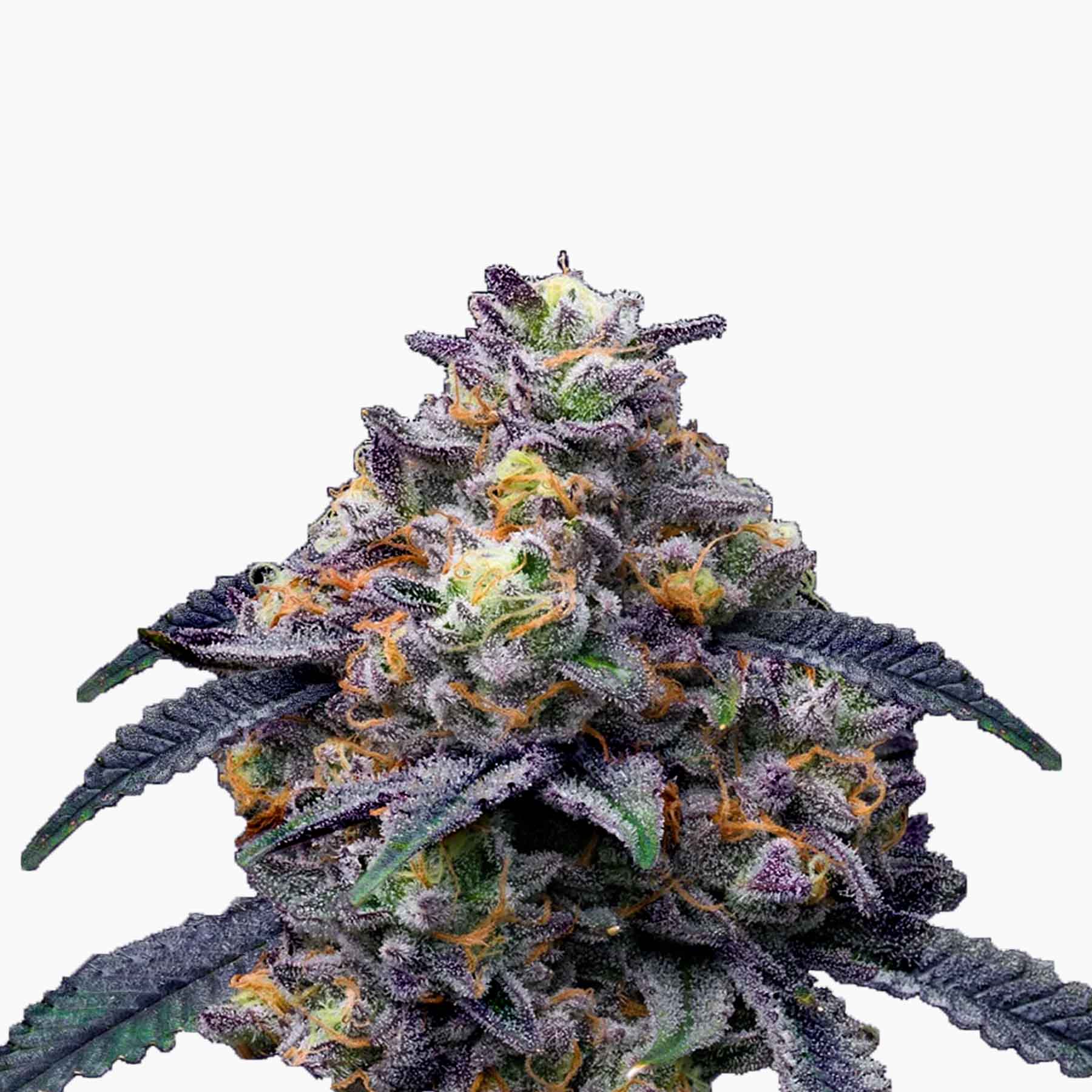 Photograph of a cannabis plant with purple and orange inflorescences and a thick layer of trichomes on a white background
