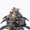 Photograph of a cannabis plant with purple and orange inflorescences and a thick layer of trichomes on a white background
