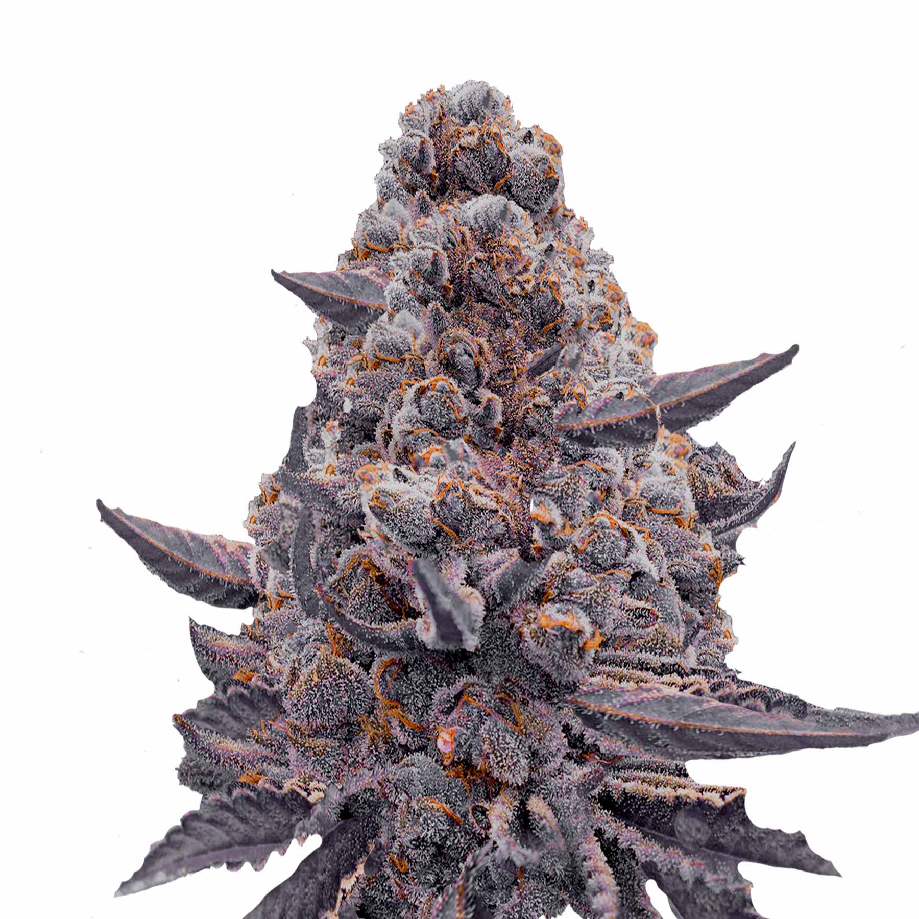 Close-up of a marijuana inflorescence with purple-grey flowers, orange hairs and a thick layer of trichomes
