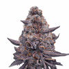 Close-up of a marijuana inflorescence with purple-grey flowers, orange hairs and a thick layer of trichomes
