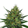 Close-up photo of a cannabis sativa plant showing vibrant green leaves, orange pistils, and frosty trichomes covering the buds
