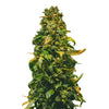 Close-up of a marijuana plant with bright green and golden brown leaves and buds that resemble a Christmas tree
