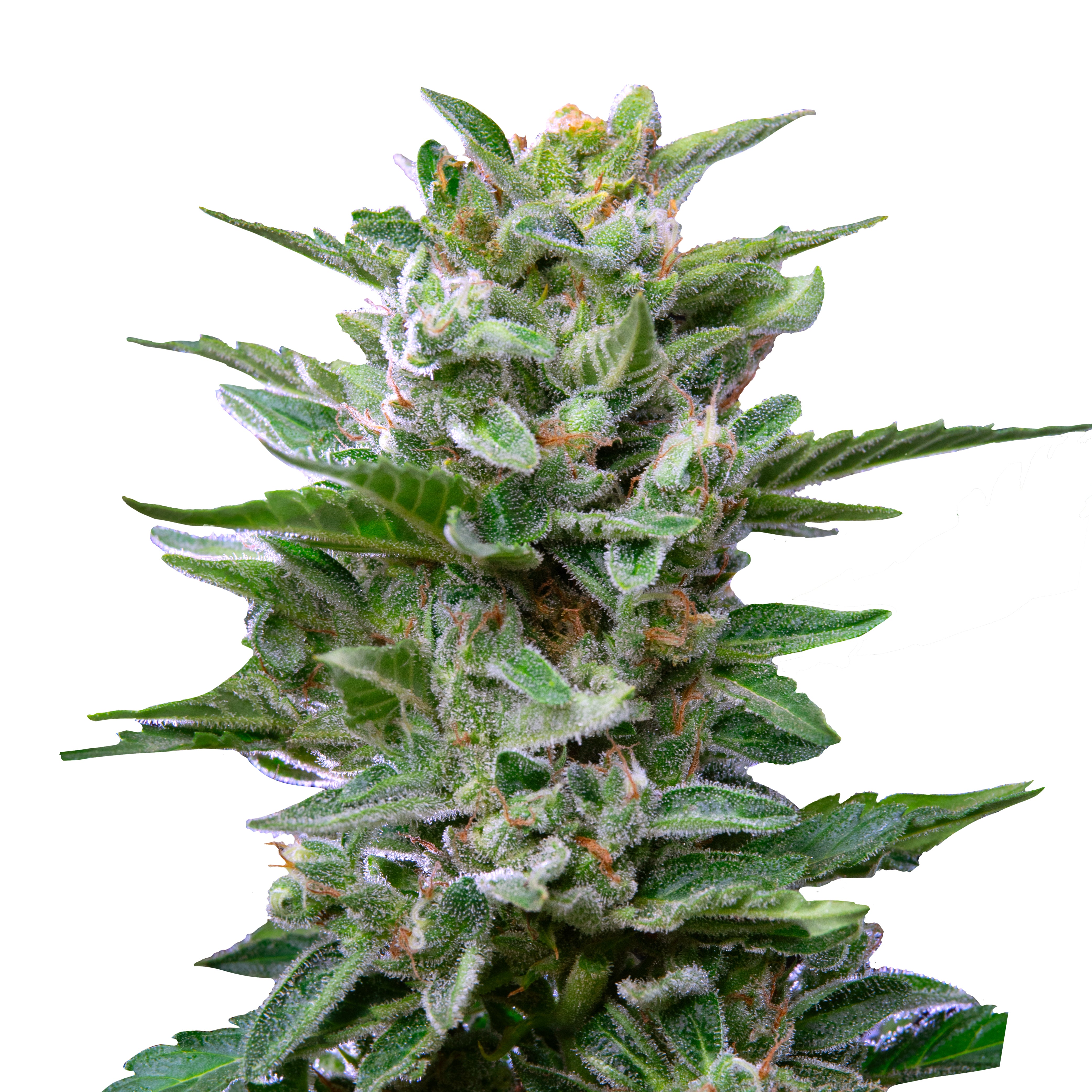 Close-up of a cannabis plant with eye-catching, glistening trichomes, deep green leaves and orange pistils isolated on a white background
