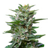Close-up of a cannabis plant with eye-catching, glistening trichomes, deep green leaves and orange pistils isolated on a white background
