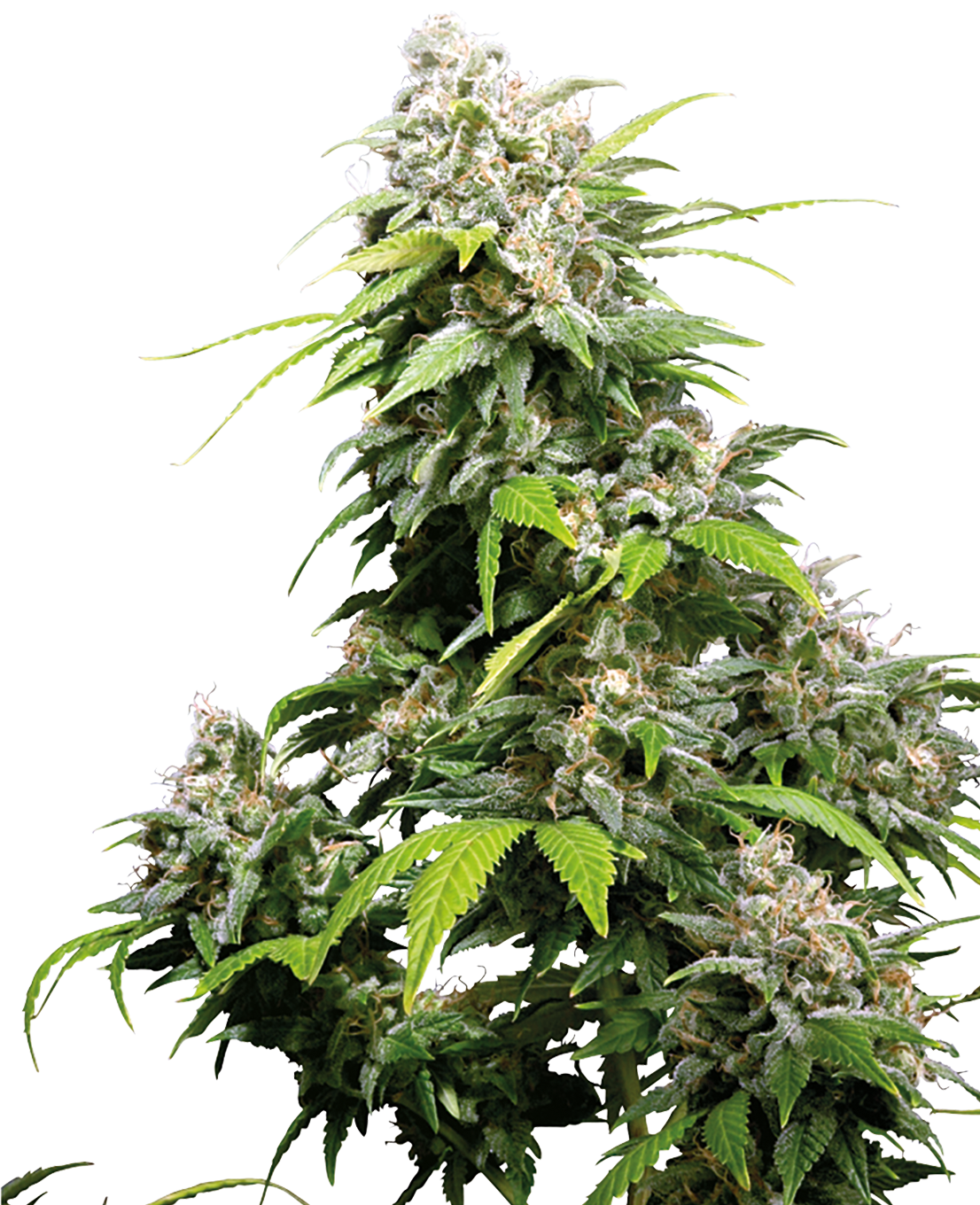 Picture of a cannabis plant with dense, green-white inflorescences, striking serrated leaves and a light, silvery coating on the buds
