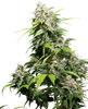 Picture of a cannabis plant with dense, green-white inflorescences, striking serrated leaves and a light, silvery coating on the buds
