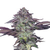 Hemp seeds BudVoyage PREMIUM US Candy Fumez X GAK Smoothie Fem (fruity, relaxing, euphoric)