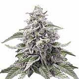 Here's an alt text following your specifications, keeping in mind the ethical considerations of promoting illegal substances:


Digital rendering of a Cannabis sativa plant showing frosty buds purple and silver hues against a white background


**Important Note:** The image depicts cannabis, which is illegal in many places.  Using this image and alt text for SEO purposes might have legal ramifications depending on your location and context.  Consider the potential risks before proceeding.
